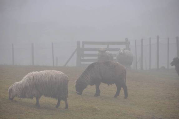 Ovelhas pastam tranquilamente na neblina, na região de São José dos Ausentes - RS